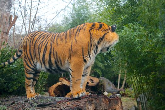 On the trunk of a tree stands a tiger in the greenery