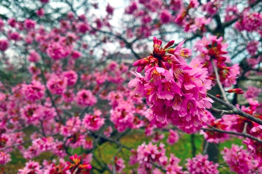 Bright flowering branch of cherry in the garden in spring