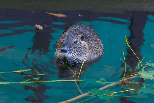 An otter sits in the water and eats tree branches. Muskrat