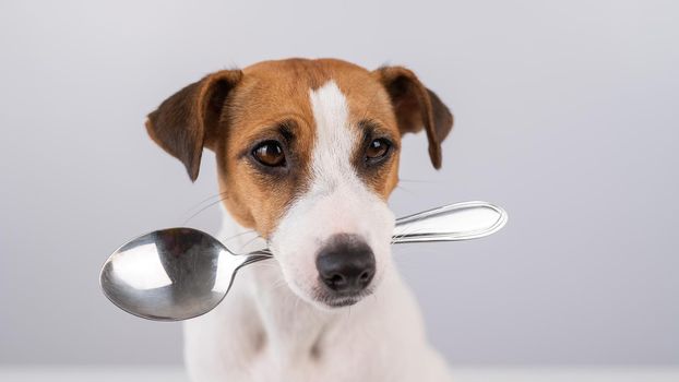 Close-up portrait of a dog Jack Russell Terrier holding a spoon in his mouth on a white background