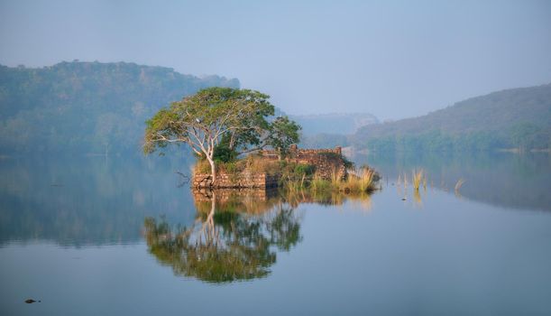 Serene morning on lake Padma Talao. Crocodiles floating. Tree and ruins are reflected in mirror water. Ranthambore National Park, Rajasthan, India
