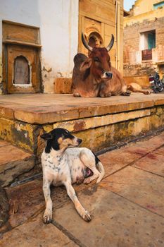 Indian cow and dog resting sleeping in the street. Cow is a sacred animal in India. Jasialmer fort, Rajasthan, India