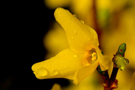 Close up of yellow forsythia europaea flowers. High quality photo