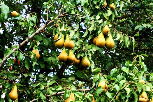 a yellowish or brownish-green edible fruit that is typically narrow at the stalk and wider toward the base, with sweet, slightly gritty flesh.