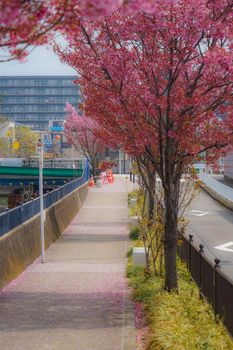 Sakura of Yokohama City Daisakura and fine sky. Shooting Location: Yokohama-city kanagawa prefecture