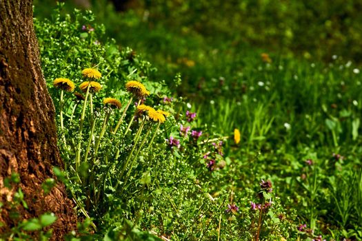 a piece of grassland, especially one used for hay.