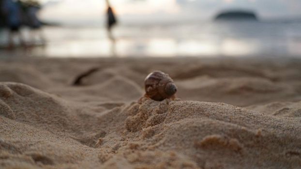 Hermit crab with cute eyes runs on the sand. Leaves footprints. Yellow sand, sunset. The rays of the sun are reflected in the sea. An island is visible in the distance. There are twigs and jellyfish