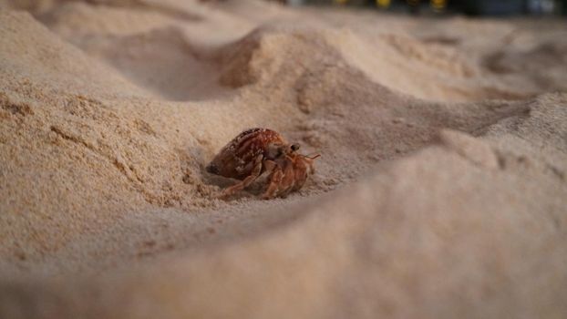 Hermit crab with cute eyes runs on the sand. Leaves footprints. Yellow sand, sunset. The rays of the sun are reflected in the sea. An island is visible in the distance. There are twigs and jellyfish