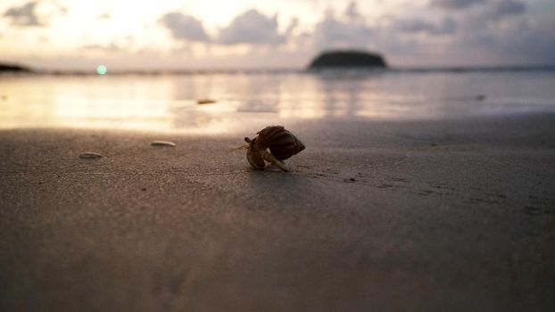 Hermit crab with cute eyes runs on the sand. Leaves footprints. Yellow sand, sunset. The rays of the sun are reflected in the sea. An island is visible in the distance. There are twigs and jellyfish