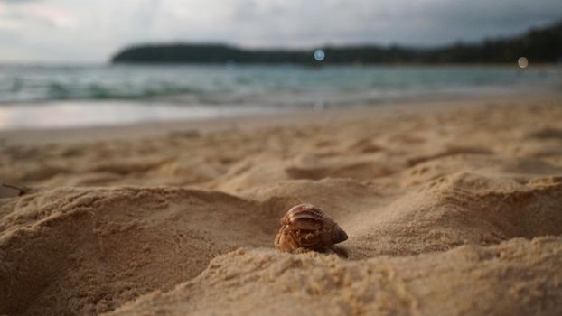 Hermit crab with cute eyes runs on the sand. Leaves footprints. Yellow sand, sunset. The rays of the sun are reflected in the sea. An island is visible in the distance. There are twigs and jellyfish