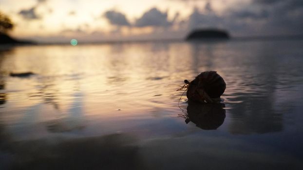 Hermit crab with cute eyes runs on the sand. Leaves footprints. Yellow sand, sunset. The rays of the sun are reflected in the sea. An island is visible in the distance. There are twigs and jellyfish