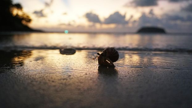 Hermit crab with cute eyes runs on the sand. Leaves footprints. Yellow sand, sunset. The rays of the sun are reflected in the sea. An island is visible in the distance. There are twigs and jellyfish