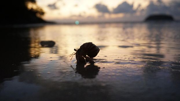 Hermit crab with cute eyes runs on the sand. Leaves footprints. Yellow sand, sunset. The rays of the sun are reflected in the sea. An island is visible in the distance. There are twigs and jellyfish