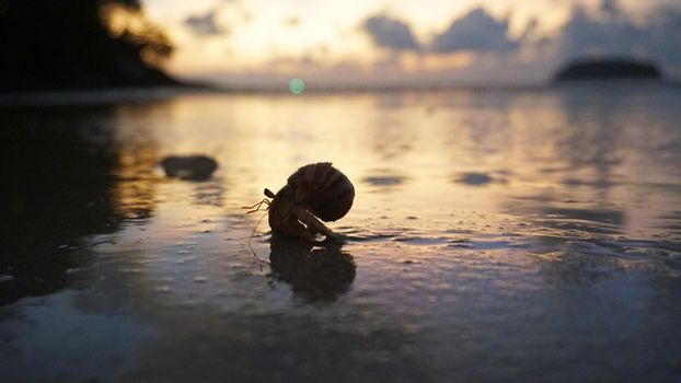 Hermit crab with cute eyes runs on the sand. Leaves footprints. Yellow sand, sunset. The rays of the sun are reflected in the sea. An island is visible in the distance. There are twigs and jellyfish