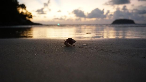 Hermit crab with cute eyes runs on the sand. Leaves footprints. Yellow sand, sunset. The rays of the sun are reflected in the sea. An island is visible in the distance. There are twigs and jellyfish