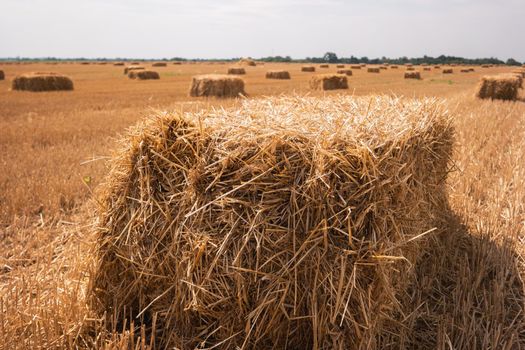 Rectangular bale of hay. Field and sky at daytime. August in the countryside. Agriculture needs work.