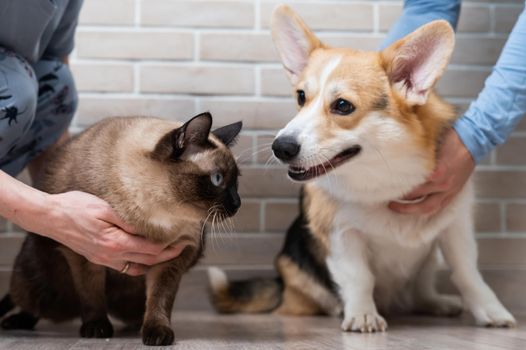 The owners keep a Welsh Corgi dog and a Thai cat nearby