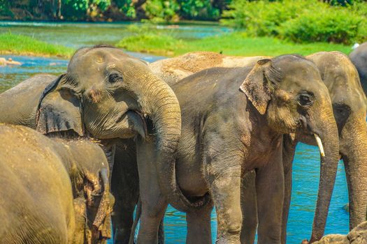 Elephant Orphanage (Sri Lanka Pinna Wara). Shooting Location: Sri Lanka