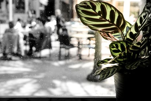 Colorful potted Maranta Leuconera plants in the window