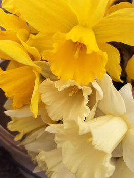 Opened flowers of daffodils close-up on a gray background.