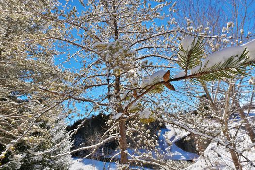 Beautiful Winter Landscape with Evergreen Coniferous Trees Covered in Snow on a Sunny Starburst Effect Blue Sky Day. Focus on Pine Cones on Branch.