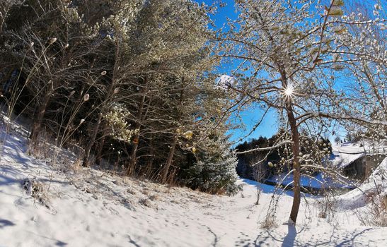 Beautiful Winter Landscape with Evergreen Coniferous Trees Covered in Snow on a Sunny Starburst Effect Blue Sky Day. High quality photo