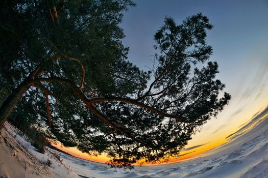 Atmospheric Fisheye Perspective of Dramatic Snow Covered Pine Tree at Twilight Sunset Overlooking Frozen Georgian Bay at Woodland Beach. High quality photo