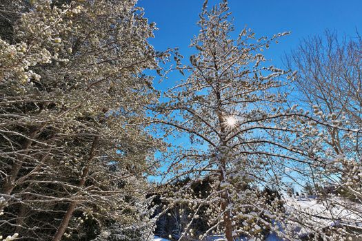 Beautiful Winter Landscape with Evergreen Coniferous Trees Covered in Snow on a Sunny Starburst Effect Blue Sky Day. High quality photo