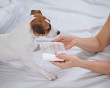 Veterinarian bandaging the paw of a Jack Russell Terrier dog