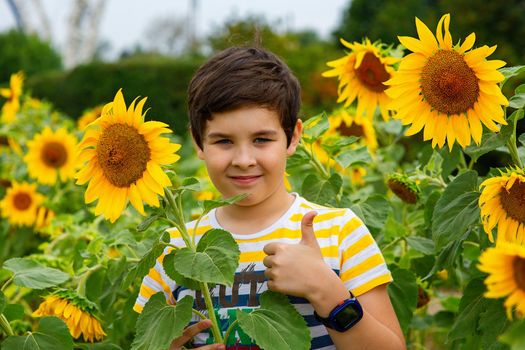 A cute boy in a yellow striped t-shirt stands in sunflower flowers, a hand with a childrens watch shows a thumbs up, in the summer, in the park