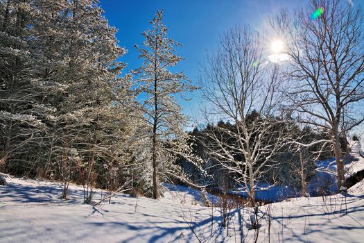 Beautiful Winter Landscape with Evergreen Coniferous Trees Covered in Snow on a Sunny Starburst Effect Blue Sky Day. High quality photo