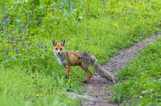 fox on a forest path among flowering herbs , wild nature