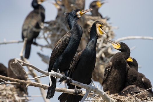 cormorant family basking in the sun , wild nature