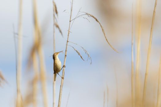 small bird gathers material for a nest , wild nature
