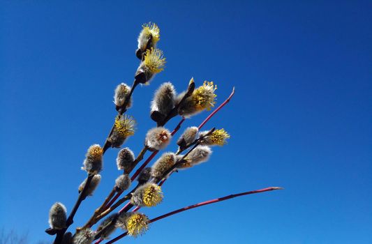 A flowering willow twig against the blue sky. Easter Concept. place for your text