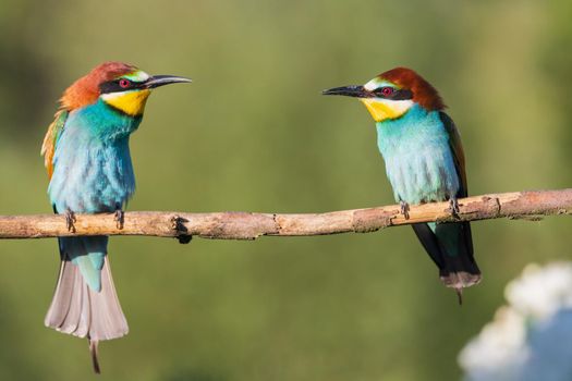two spring colorful birds on a branch , wild nature