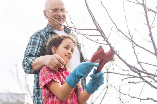 Small girl with senior grandfather in the backyard garden, gardening.