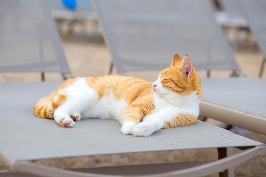 The white and red cat lies on the beach on a sun bed on the bank of the Mediterranean Sea, Turkey