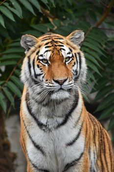 Close up portrait of one young Siberian tiger (Amur tiger, Panthera tigris altaica) looking at camera, low angle view