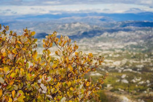 Summer mountain landscape at national park Lovcen, Montenegro. Sunny summer day.