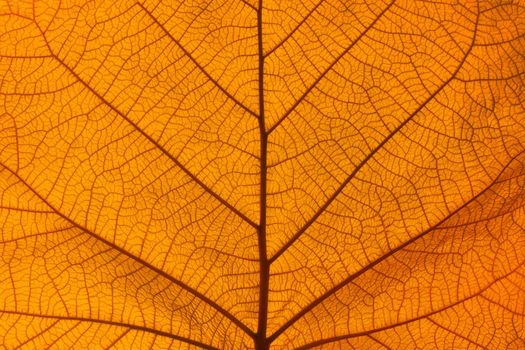 Extreme close up background texture of backlit orange autumn leaf veins