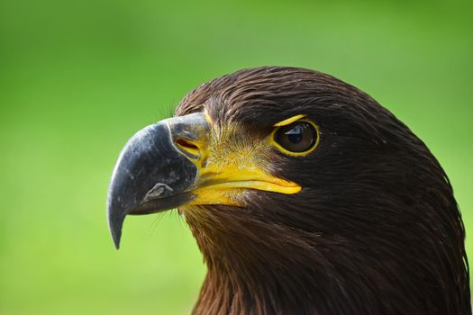 Close up profile portrait of one Golden eagle (Aquila chrysaetos) looking at camera over green background, low angle side view