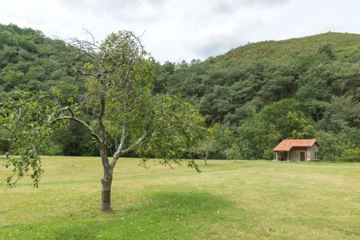 horizontal shot of an apple tree in first term on green grass meadow with stone house in the background and forest