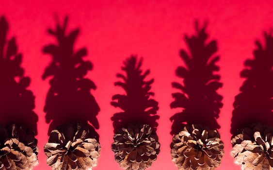 open pine cones seen from above with hard side lighting forming shadow on red background