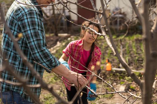 gardening, grandfather and granddaughter in the garden pruning trees.