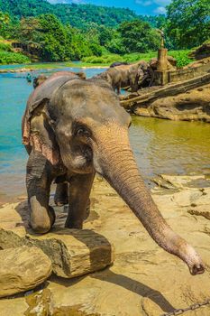 Wild elephant image (Sri Lanka Pinnala). Shooting Location: Sri Lanka