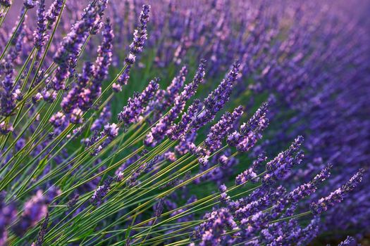 Close up purple blooming lavender flowers, low angle side view