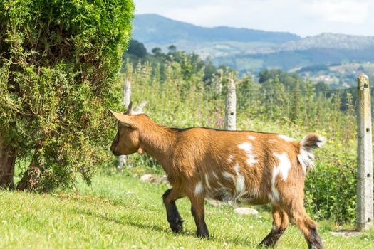brown and white dwarf goat in profile on green grass with mountains in the background