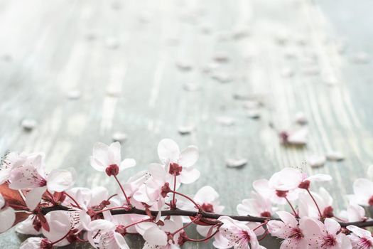 aged wooden background full of defocused white flower petals with a branch full of pink flowers in the foreground at the bottom of the image