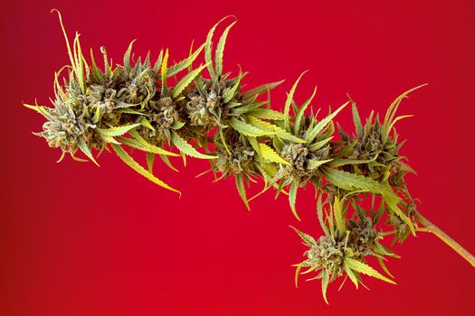 Horizontal image of cannabis plant with buds on red background and soft side lighting